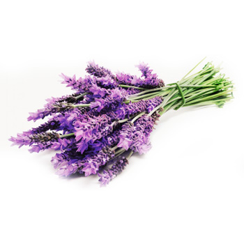عرق اسطوخودوس پرنیان