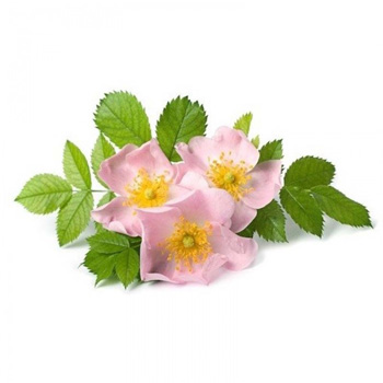 عرق گل نسترن پرنیان