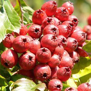 عرق کیالک پرنیان